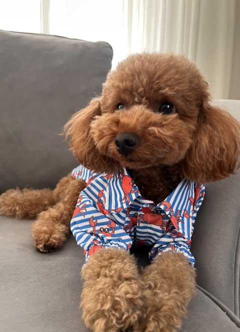 A brown poodle in a striped shirt sitting on a sofa; the original input photo.